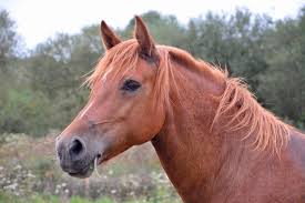 adivinhas-folcloricas-cavalo
