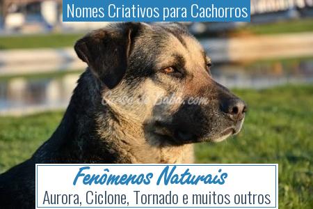 Nomes Criativos para Cachorros - FenÃ´menos Naturais