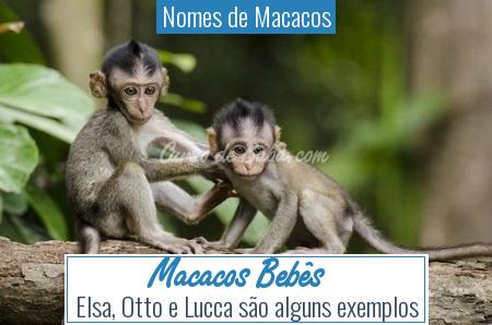 Nomes de Macacos - Macacos BebÃªs