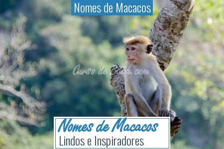 Nomes de Macacos - Nomes de Macacos