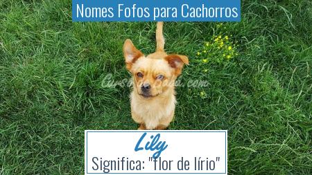 Nomes Fofos para Cachorros - Lily