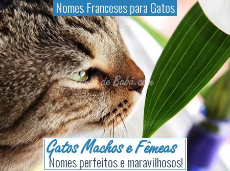 Nomes Franceses para Gatos - Gatos Machos e FÃÂÃÂÃÂÃÂªmeas