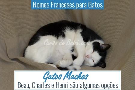Nomes Franceses para Gatos - Gatos Machos