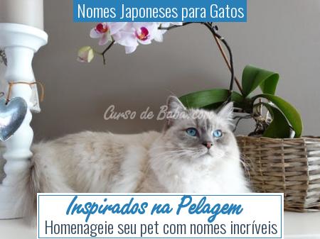 Nomes Japoneses para Gatos - Inspirados na Pelagem