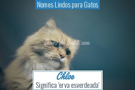 Nomes Lindos para Gatos - Chloe