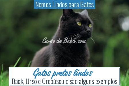Nomes Lindos para Gatos - Gatos pretos lindos