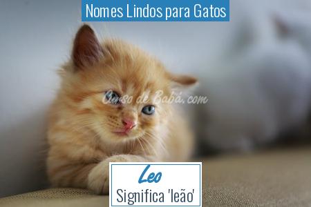 Nomes Lindos para Gatos - Leo