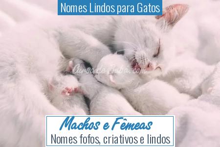 Nomes Lindos para Gatos - Machos e FÃÂªmeas