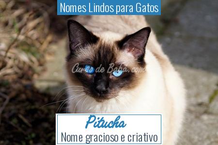 Nomes Lindos para Gatos - Pitucha