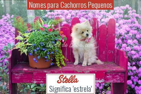 Nomes para Cachorros Pequenos - Stella