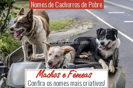 Nomes de Cachorros de Pobre - Machos e FÃªmeas