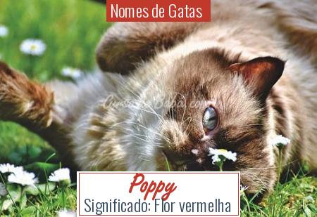 Nomes de Gatas  - Poppy