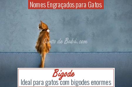 Nomes EngraÃÂ§ados para Gatos - Bigode
