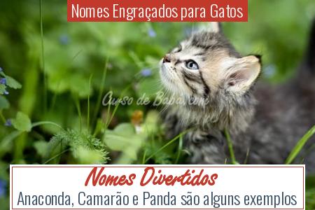 Nomes EngraÃÂ§ados para Gatos - Nomes Divertidos