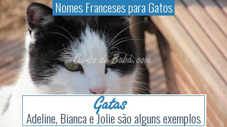 Nomes Franceses para Gatos - Gatas