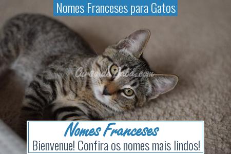 Nomes Franceses para Gatos - Nomes Franceses