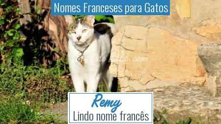 Nomes Franceses para Gatos - Remy
