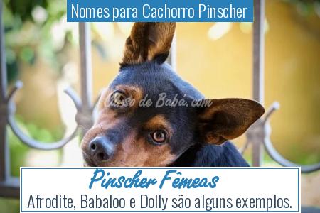 Nomes para Cachorro Pinscher - Pinscher FÃÂªmeas