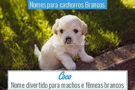 Nomes para cachorros Brancos - Coco