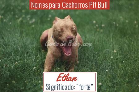 Nomes para Cachorros Pit Bull - Ethan