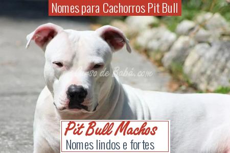 Nomes para Cachorros Pit Bull - Pit Bull Machos