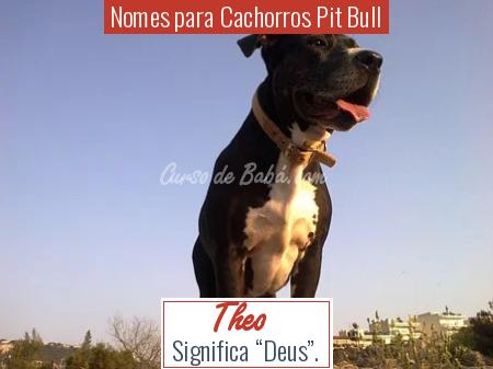 Nomes para Cachorros Pit Bull - Theo