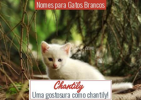 Nomes para Gatos Brancos - Chantily