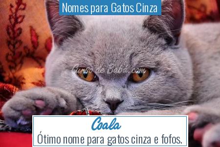 Nomes para Gatos Cinza - Coala