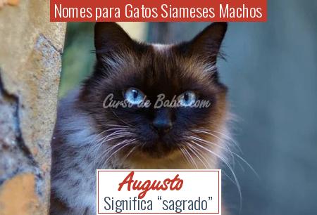Nomes para Gatos Siameses Machos - Augusto