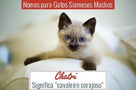 Nomes para Gatos Siameses Machos - Chatri