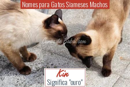 Nomes para Gatos Siameses Machos - Kin