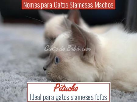 Nomes para Gatos Siameses Machos - Pitucho