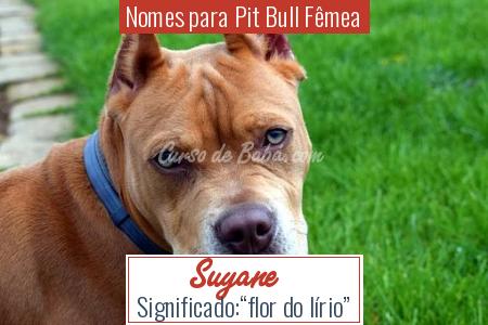 Nomes para Pit Bull FÃÂªmea - Suyane