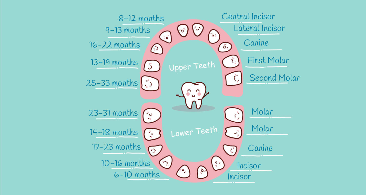 nascimento dos dentes