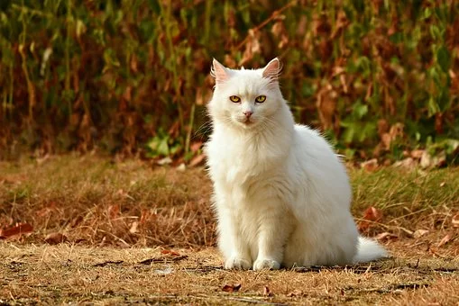 nomes para gatos brancos, olho azul