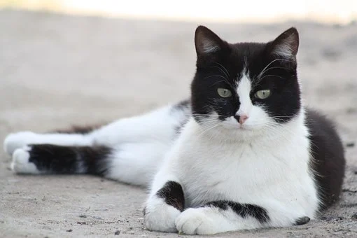 nomes para gatos preto e branco, machos e femeas