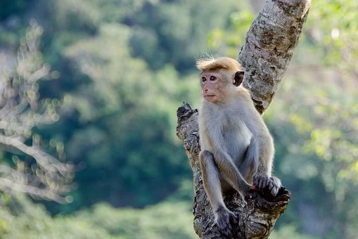 nomes de macacos, machos e fêmeas, nomes de macacos famosos, macacos de filmes, pelúcia