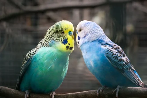 nomes para periquitos machos, periquitos fêmeas, nomes engraçados, periquito azul, verde, amarelo