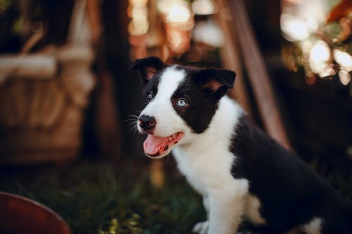 rem�dios caseiros contra pulga em filhotes de cachorros, produtos org�nicos, vinagre, lim�o